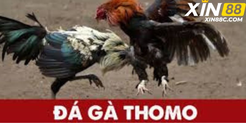 đá gà thomo