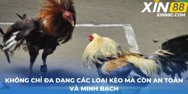 Không chỉ đa dạng các loại kèo mà còn an toàn và minh bạch